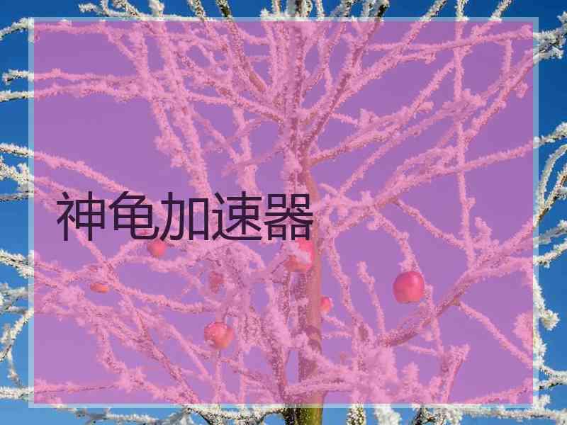 神龟加速器